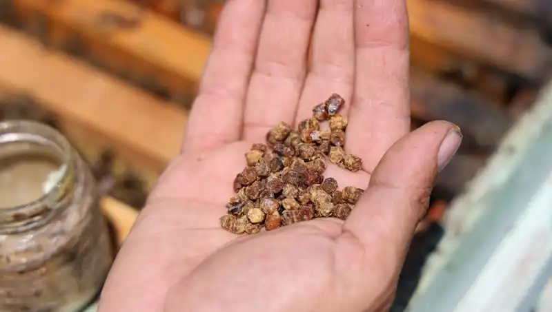 Protein Kaynağı Yeniden Hayat Buldu: Kilosu 3 Bin TL'den Satılıyor!