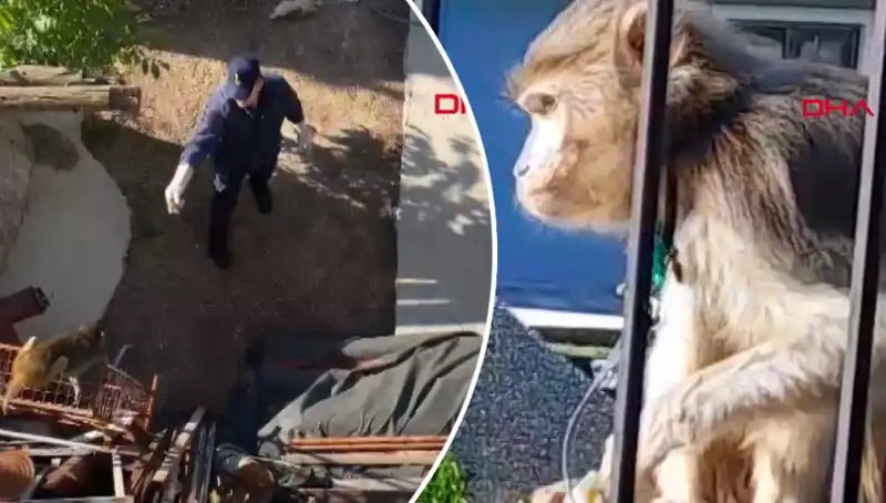 Muğla'da Eğlenceli Maymun Kovalamacası Mahalleyi Sardı!