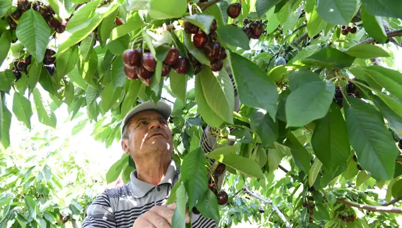 Lapseki Devrim Yaratan Balık: Çay Bardağına Sığmayan Canlı