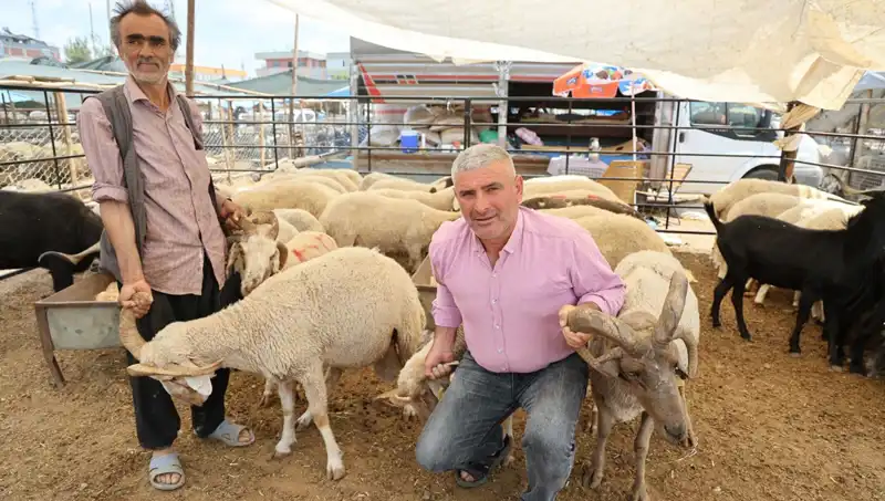 Kurban Pazarında Fırtına Gibi Esti: 4 Boynuzlu Koçlara Yoğun İlgi