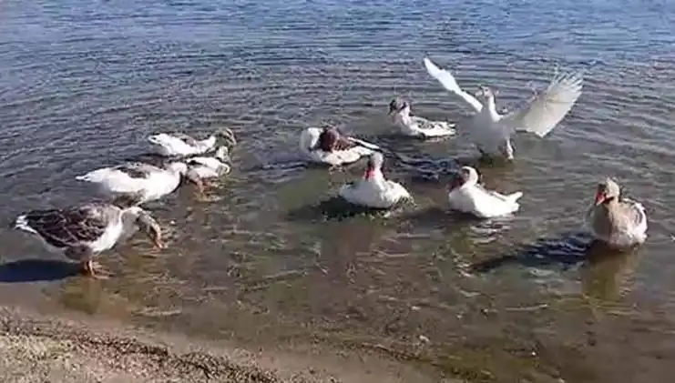 Denizde Yüzmekten Cezalandırılan Kazların Trajik Hikayesi