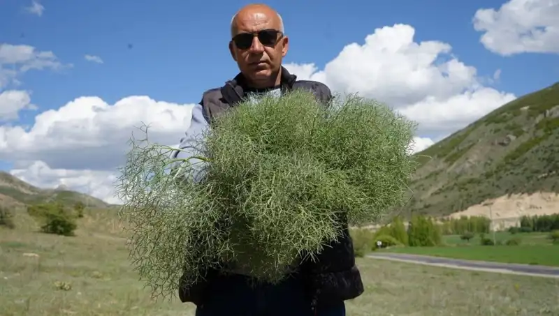 Doğadan Gelen Şifa: 15 Kilometre Yol Kat Ederek Topladıkları 'Evelik' Bitkisi
