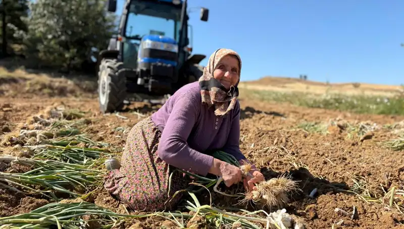 Selenyumun Başkenti: Günlük 1200 Lira Kazanarak T topladılar!