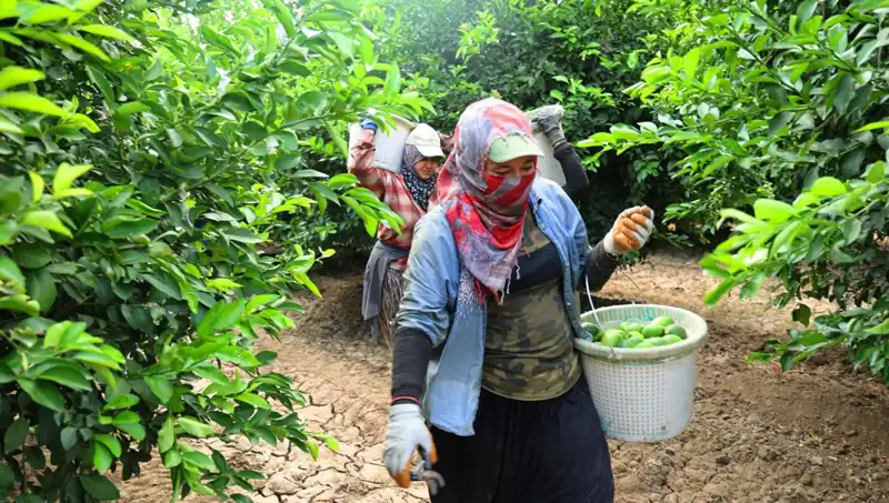 Markette Fiyatlar Yükselirken Önemli Hasat Başladı: İşte Son Gelişmeler