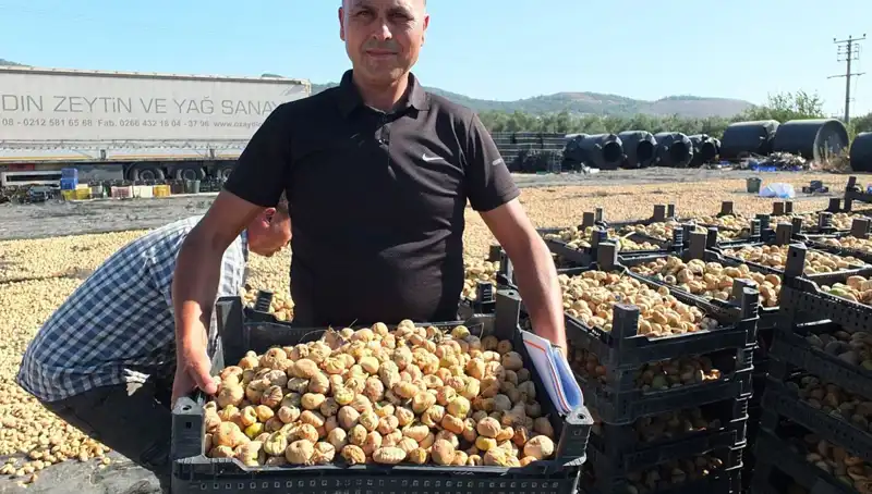 Balıkesir'de Hasat Sezonu: İhracatta Çin ve Rusya'ya Hızla Yönelim