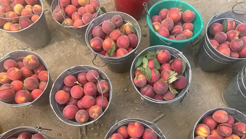 Hasat Zamanı! Çiftçiler 100 Lira Kilogram Fiyattan Memnun