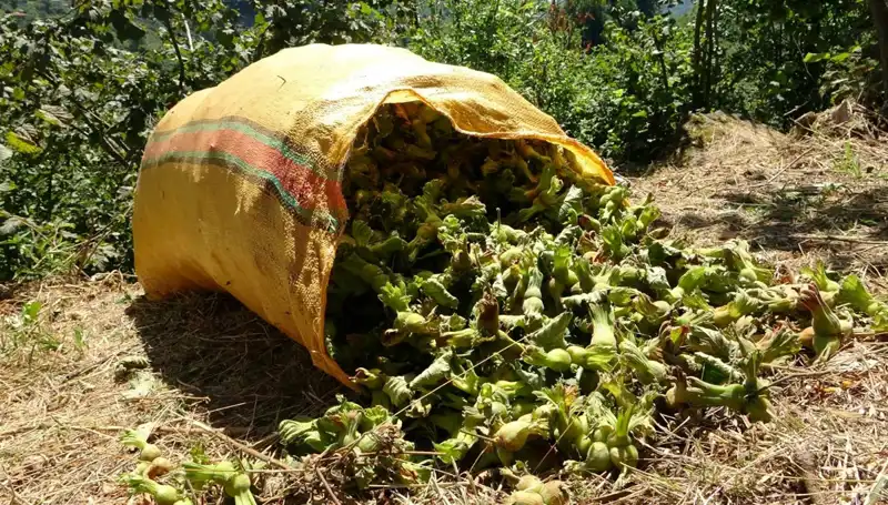 Giresun'da Fındık Hasadı Heyecanı: Üreticiler Şimdi Kazanmaya Hazır!