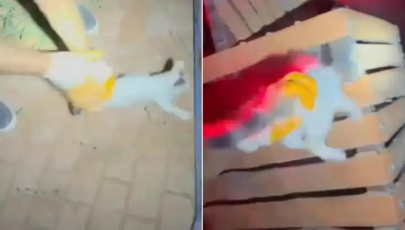 Gece Yarısı İtfaiye Ekipleri Kedi Kurtarma Operasyonu Gerçekleştirdi