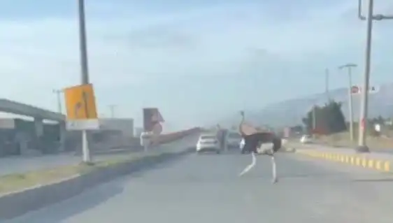 Özgür Deve Kuşu Trafikte Şaşkınlık Yarattı: O Anlar Görüntülendi