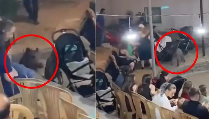 Düğün Yemeğine Yaban Domuzu Baskını: Panik Anları
