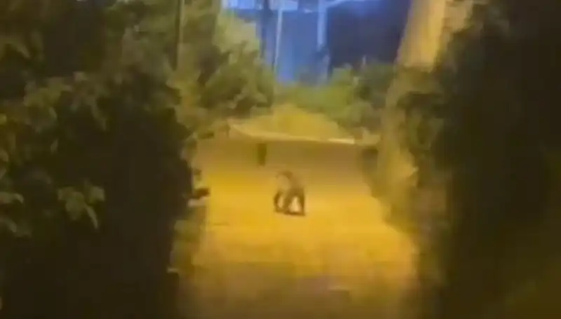 Gümüşhane Şehir Merkezine Ayı İndi: İlginç Olayın Ayrıntıları