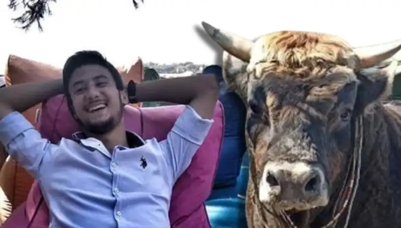 Aydın'da Güreş Boğası Seyirciyi Şok Etti: Olay Anı Anbean Yaşandı!