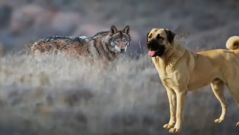 Kangal Köpeğine Olan Talep, Kurt Popülasyonundaki Artışla Tavan Yaptı