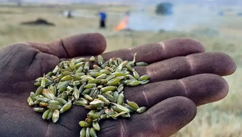 Firik Sezonu Başladı: Bu Lezzeti Kaçırmayın!
